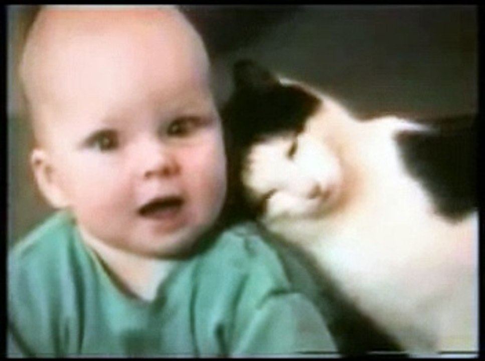 Funny Cats