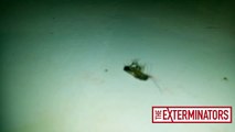 Professional Cockroach Extermination Toronto - The Exterminators Inc.