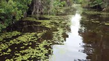 Alligators found in the swamp