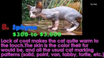 Top 10 Most Expensive Cat Breeds in the World