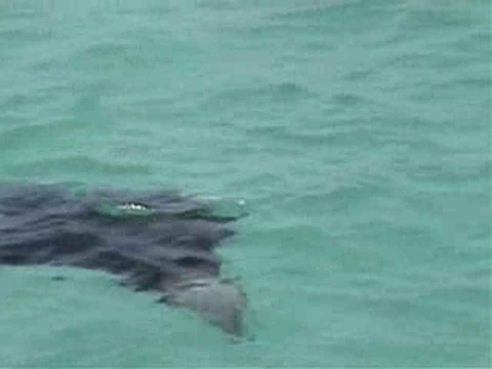 Le requin et les raies mantas