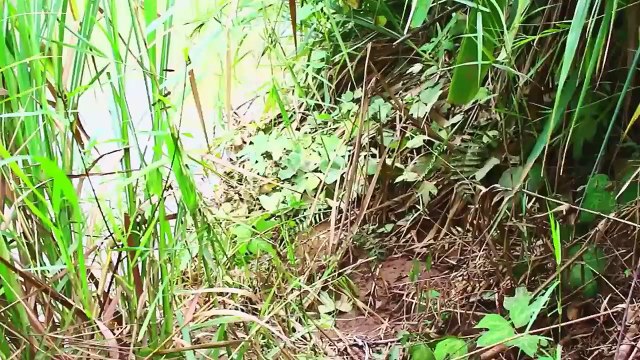 Net Fishing at Pailin Province - Cambodia Traditional Fishing - Khmer Cast Net Fishing ( part 15)