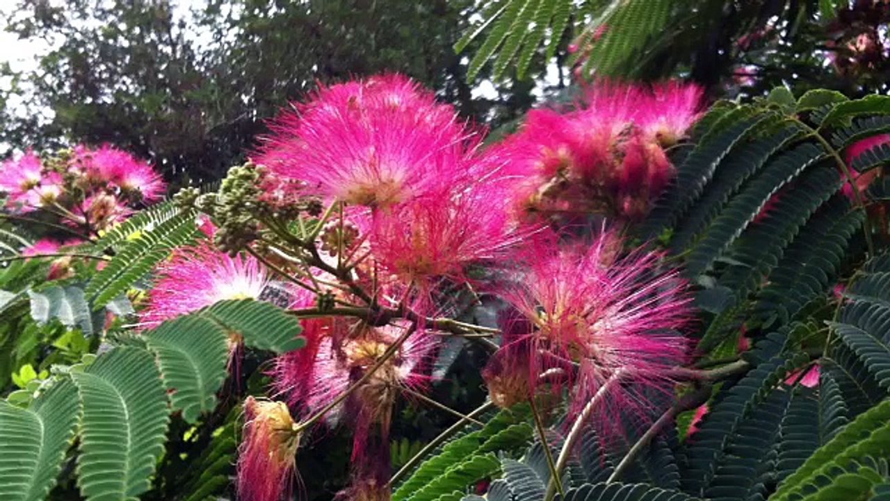 Les fleurs de l'Arbre de Soie (ou Flamboyant)