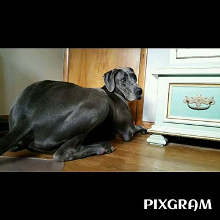 "Great Dane Got Back" ♡ Feat. "Paris"