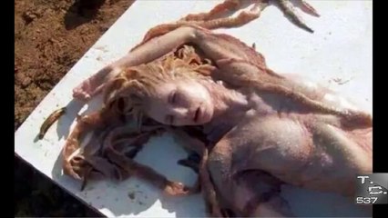 Sirena Real Grabada En Mexico  65/kh