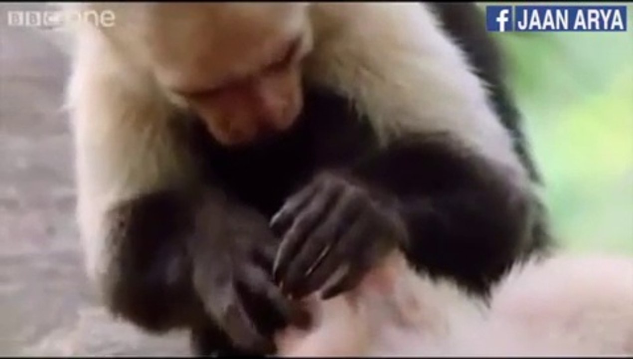 animals funny amazing silly best new video cute dogs cats monkey funniest animals  Funny Dogs And Cats1,097 views