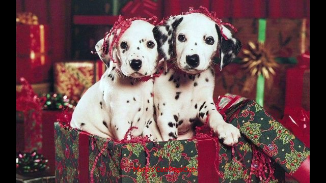 Christmas Pets Cats and Dogs Holidays ,86/kh