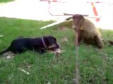 Monkey, gorilla, funny videos, funny animals, dogs, cats, pets, comedy,snakes,   75/kh