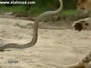 Snakes and lions scramble  32/kh