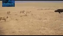 Lions vs Buffaloes Fight Most Dangerous Battle Lions fighting to death Video  Shereenewcomb61,773 