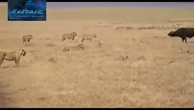 Lions vs Buffaloes Fight Most Dangerous Battle Lions fighting to death Video Shereenewcomb61,773 