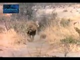 Lions Vs Hyenas Dangerous Battle Hyenas vs   65/kh