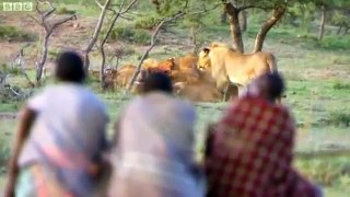 Man vs Lions. Maasai Men Stealing Lion's Food Without a Fight.  65/,kh