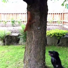 Squirrel And Dog Having Amazing Fun