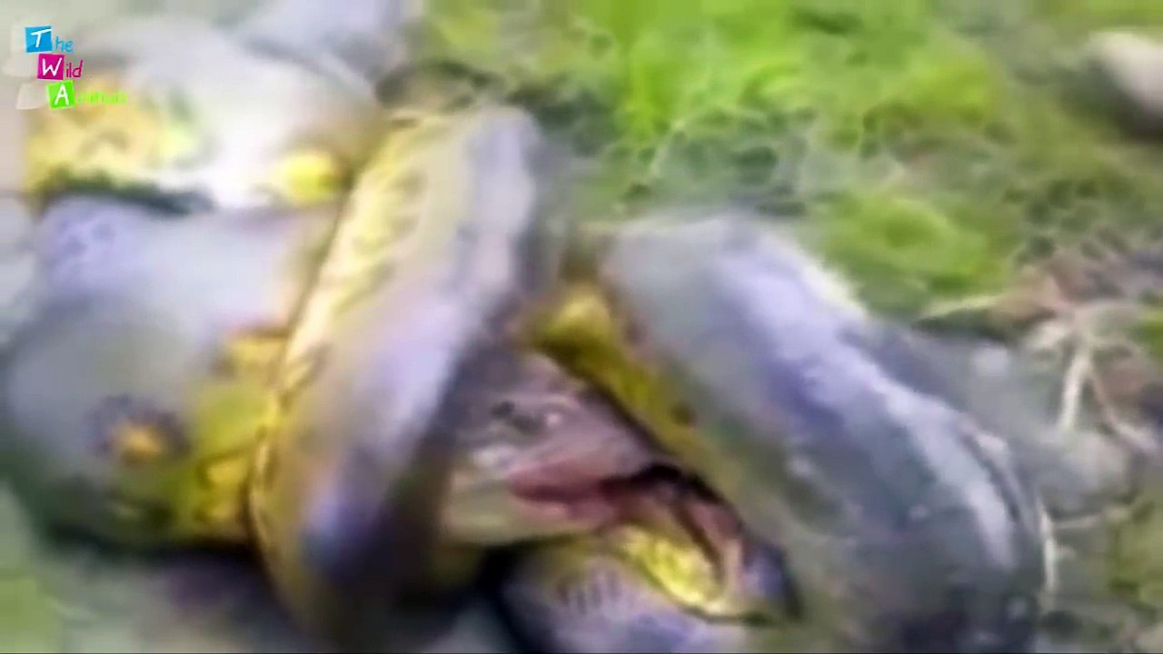 Wild animals fight to death - Crazy animal attack, animal fight - lion, tiger, Crocodile