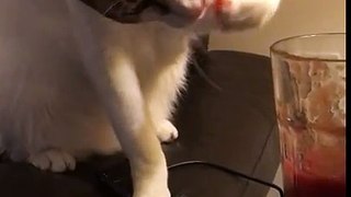 Cat Drinking Tomato Juice with his Paw