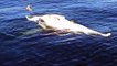 Des grands requins blancs dévorent une baleine morte