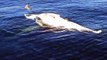 Des grands requins blancs dévorent une baleine morte