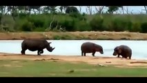 Animal CRAZIEST Fights Caught - Lion,Buffalo,crocodile,Elephant, Bear,Lion