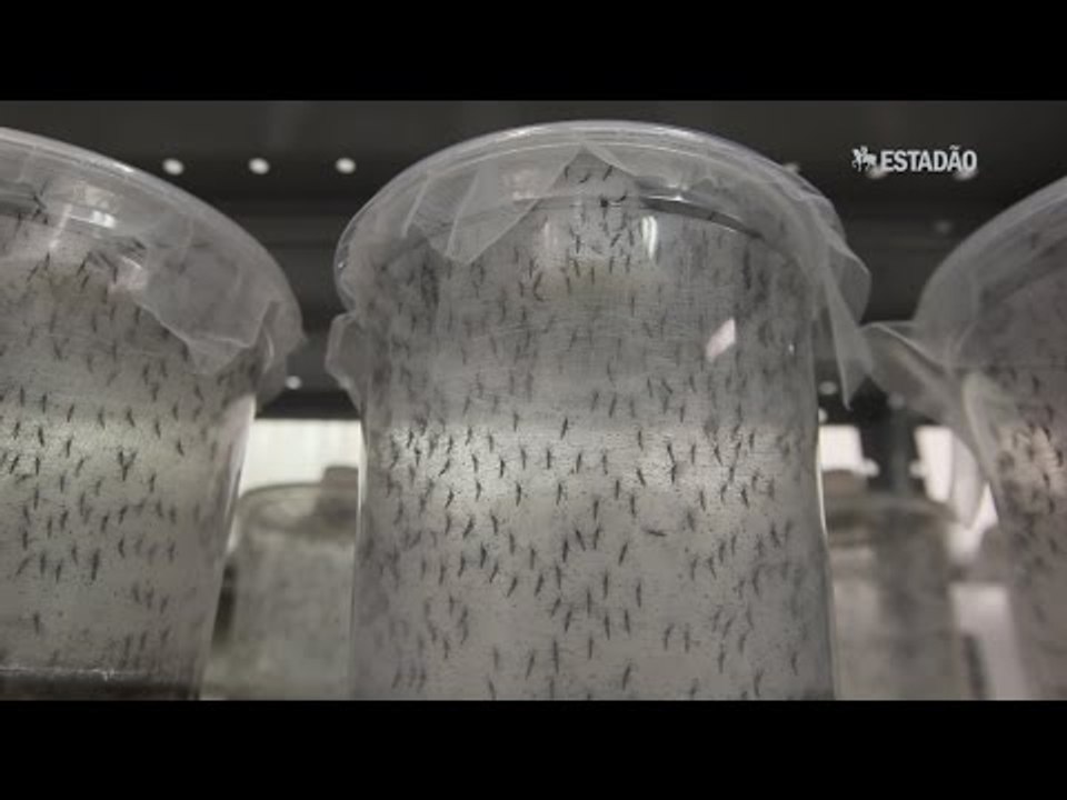 Fábrica produz mosquito da dengue transgênico