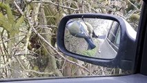Blue Tit attacks car wing mirror