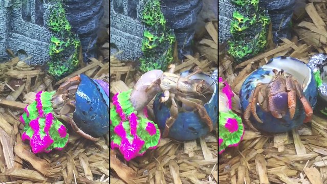 Un bernard l'hermite change de coquille