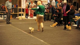 Roosje van het Stevensvaartje in Oss