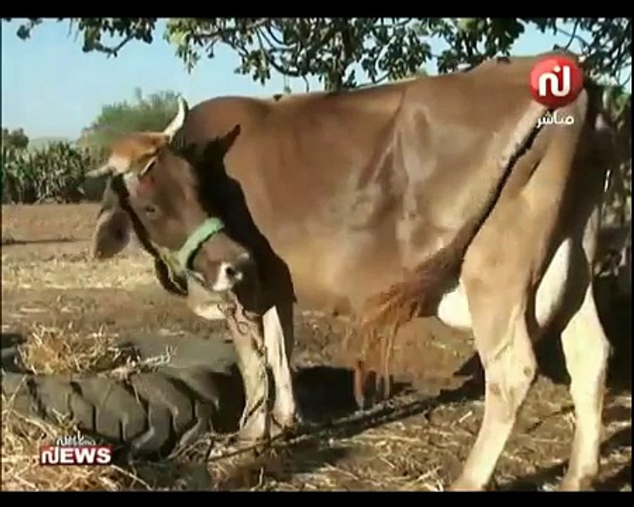 واقعة عجيبة و لادة عجل براسين في الكاف... تفرجو سبحان الله