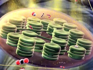Biology 1, Lecture 11: Photosynthesis