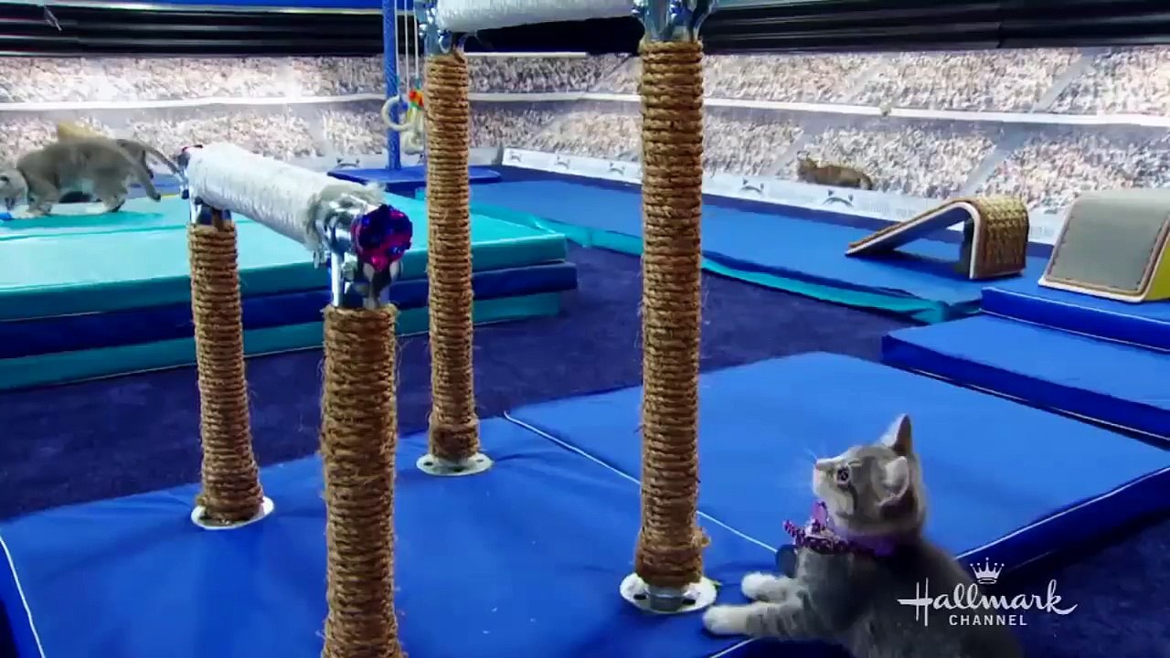 catttt