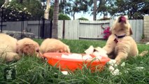 Golden Retriever Puppies Play With Ice Cubes And Get Ice Stuck All Over Themselves !