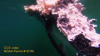 Minke carcass and scavenging white shark, August 4, 2016. CCS footage,  NOAA permit #18786.