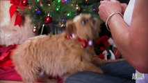 Grumpy Humphrey the Puppy Loves Kittens   Too Cute  Holiday Special !