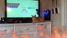 Cat gets a Vietnam flashback