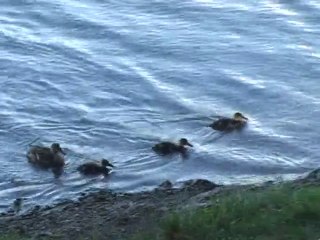 Flâneries autour du lac du Ternay - St Marcel-les-Annonay 07100