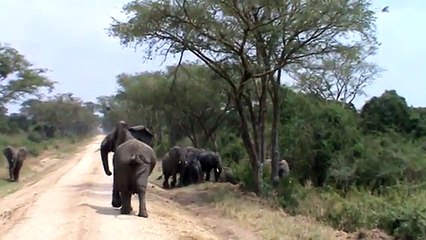 Charged by an Elephant in Uganda