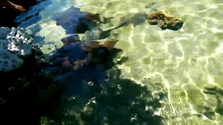 Baby Rays at the Aquarium of the Pacific, Long Beach, California!
