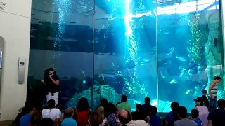 Education of the Patrons at the Aquarium of the Pacific, Long Beach, California!