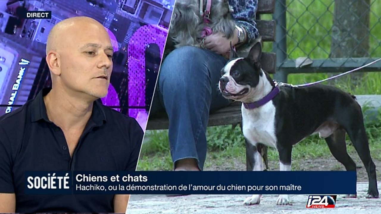 Chiens : Hachiko, ou la démonstration de l'amour du chien pour son maître