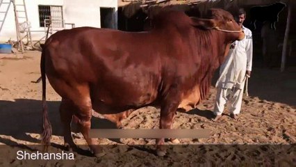 Fine Cattle Farm Full video 2016
