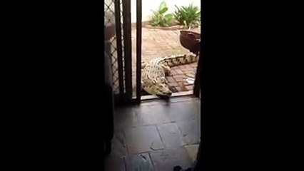 Mulher abre a porta da sua casa para "oferecer" comida a um jacaré