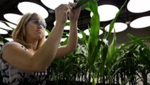 Does the anti-GMO foods movement go against science? - TechKnow