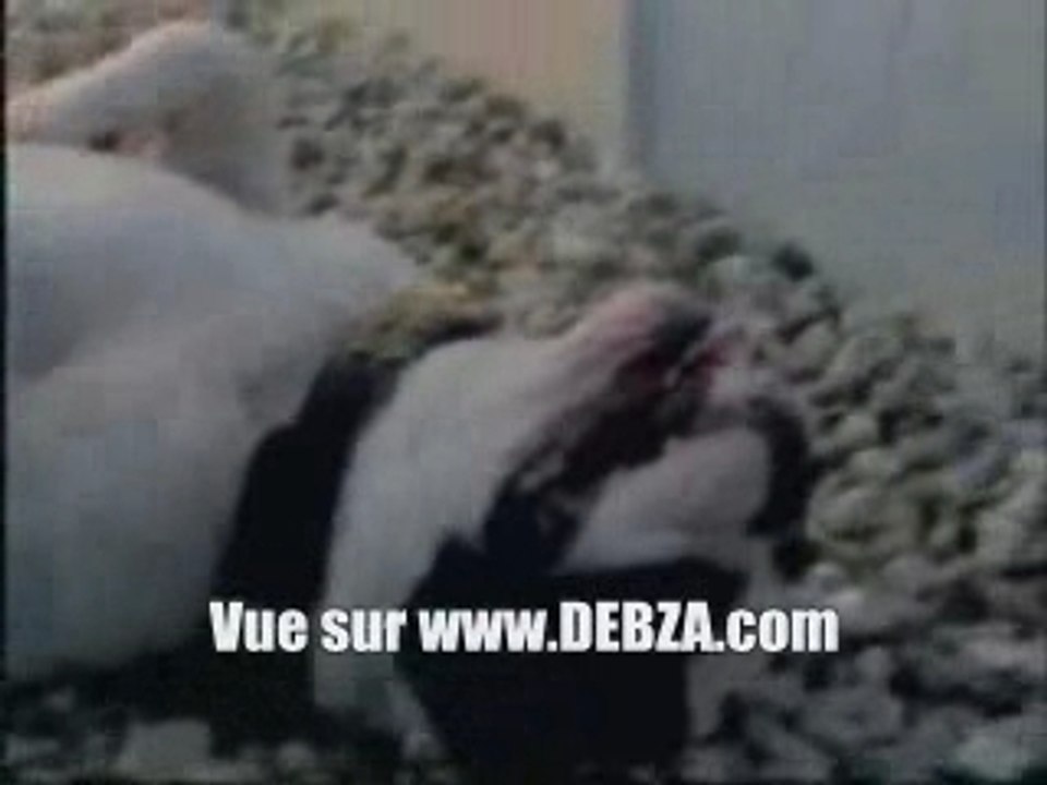 Pub pour une imprimante