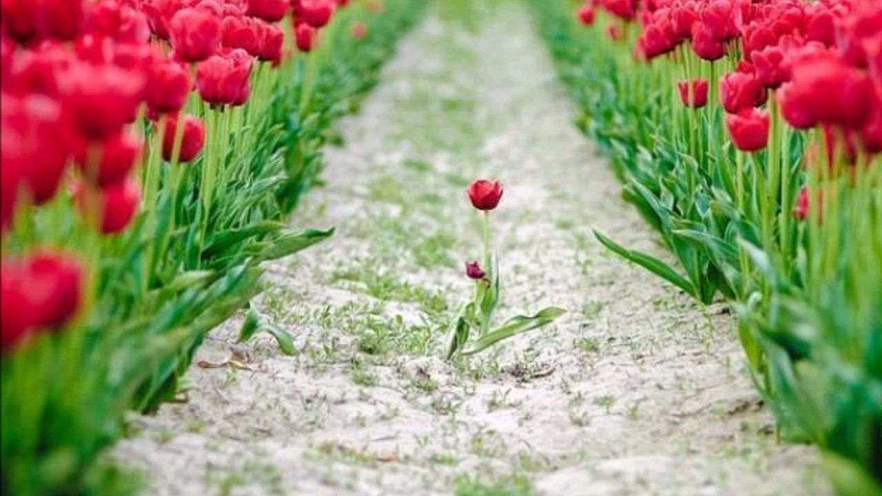 AIR VIF - PAUL ELUARD