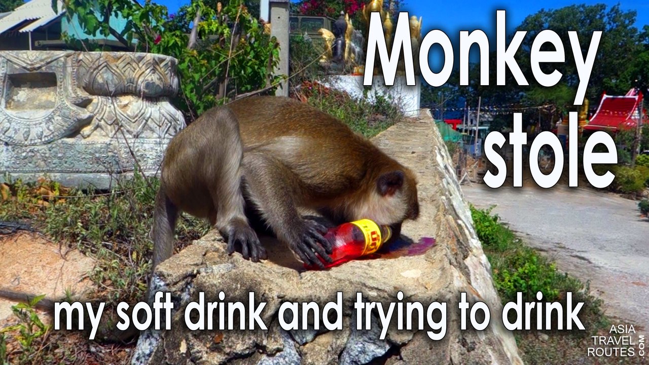 Monkey stole my soft drink and trying to drink