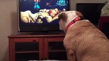Il regarde un film d'horreur avec son Bouledogue, mais quand il y a une scène effrayante, sa réaction est impressionnant