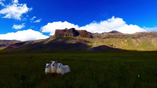 Icelandic Sheep Stampede by Drone