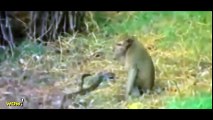 Monkey vs Snake, Big Baboon Kills Deer, Leopard, Crocodile  Most Amazing Wild Animal Attacks #45