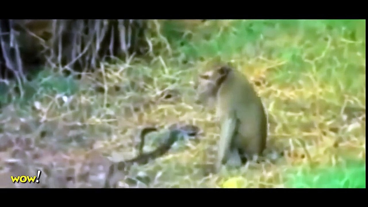 Monkey vs Snake, Big Baboon Kills Deer, Leopard, Crocodile  Most Amazing Wild Animal Attacks #45