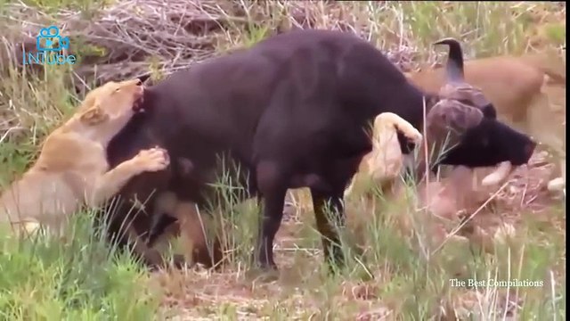 Wild Wolf Animal Attacks Big Battle Animals Real Fight Animal Fights Caught On Camera #1
